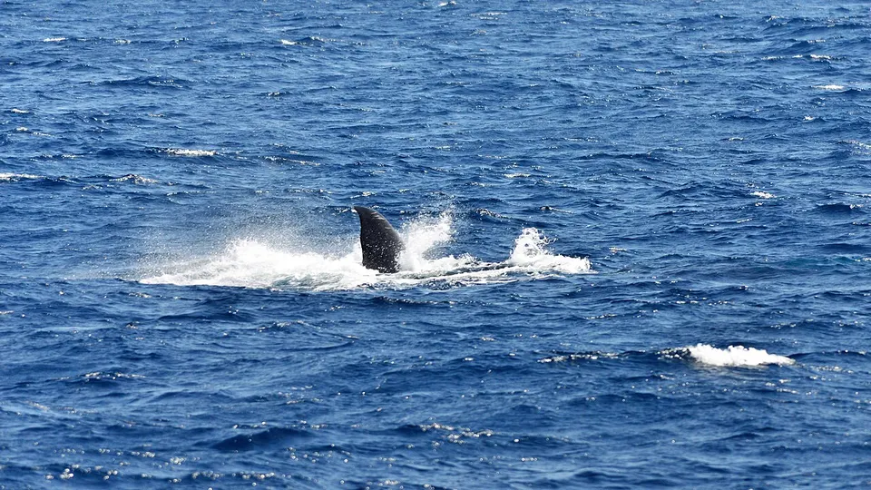 Whale watching in Mirissa