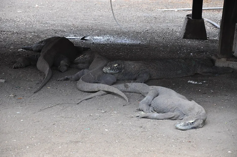 Komodo National Park / Labuan Bajo 1