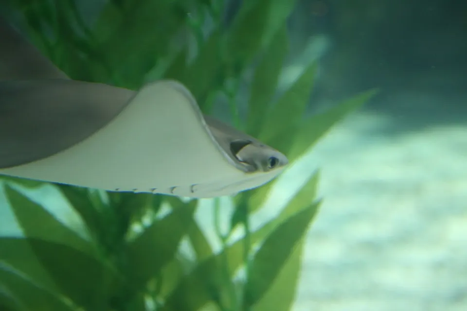 SEA LIFE Бусан аквариум