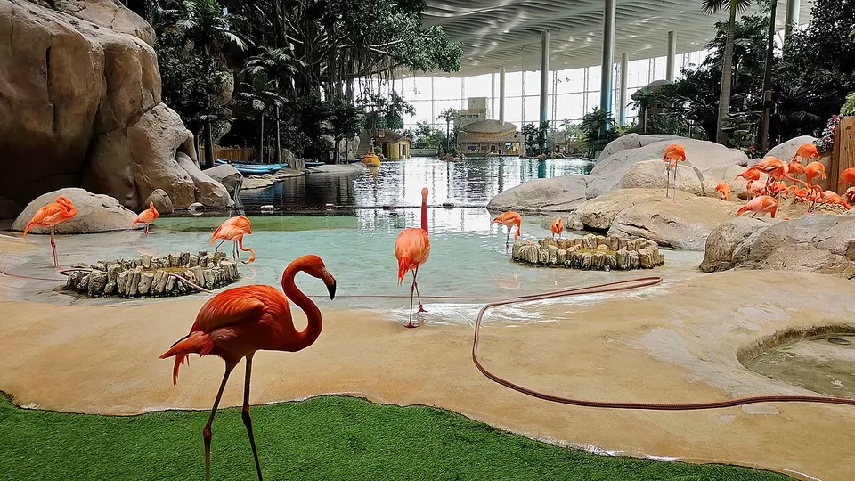 SeaWorld Абу Даби (Яс арал)