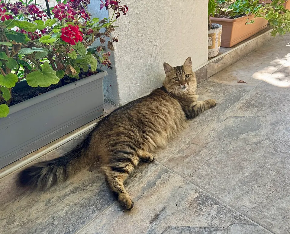 İzmir 5