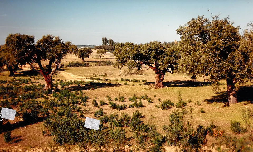 Algarve (Lagos, Albufeira, Faro) 6