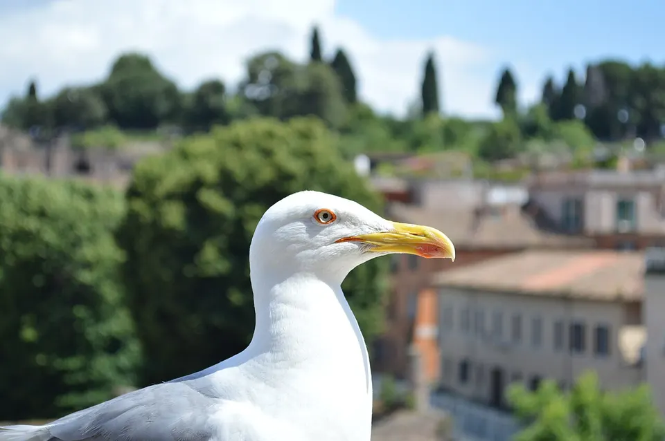 Rome 2