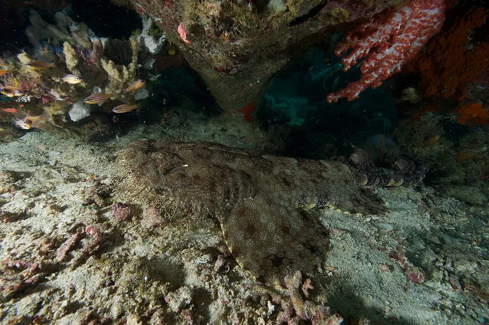 Raja Ampat 2