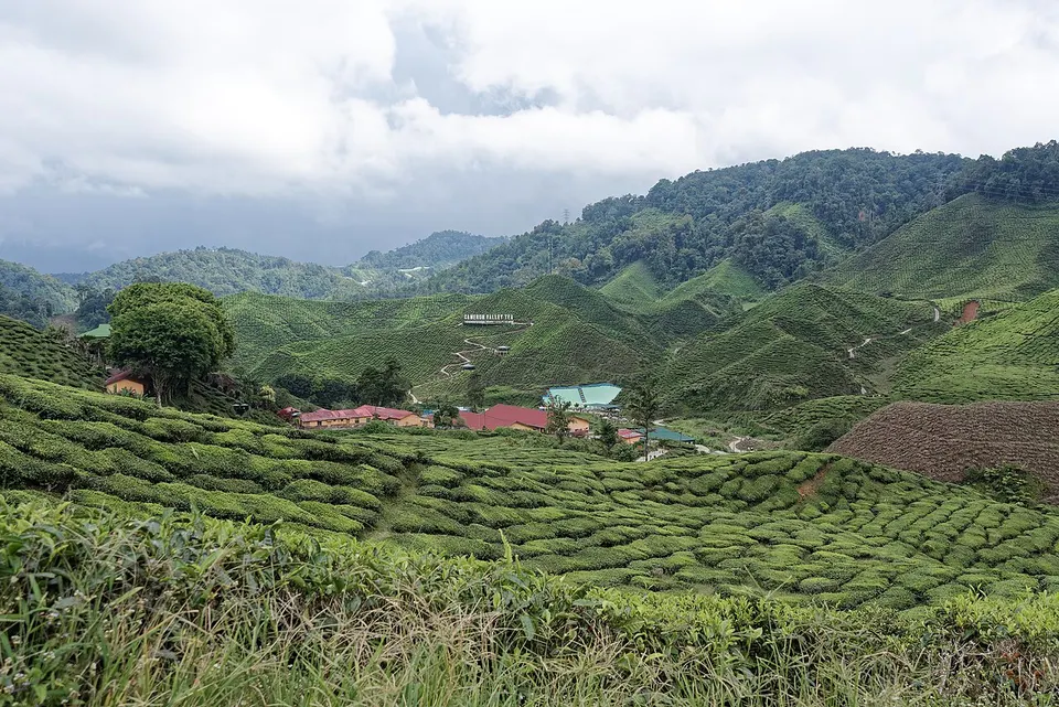 Cameron Highlands 5