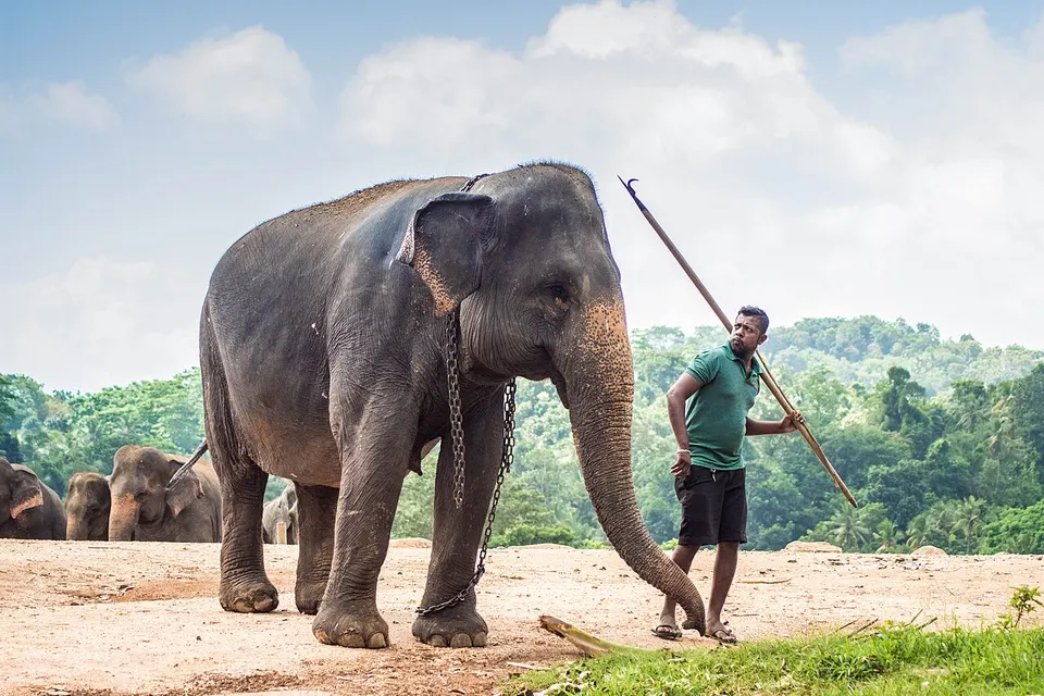 Pinnawala Elephant Orphanage