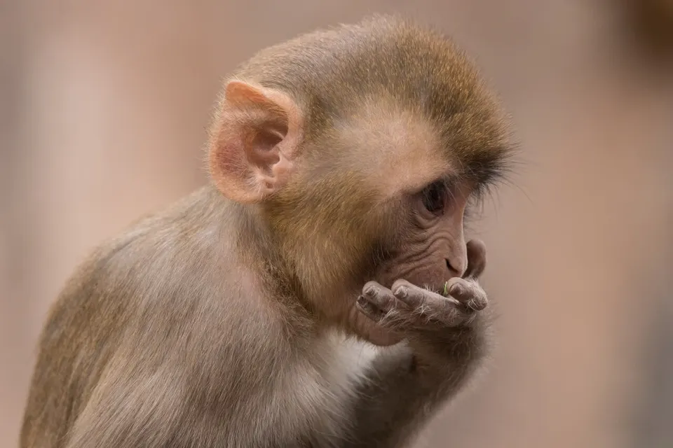 Galtaji (Monkey Temple)