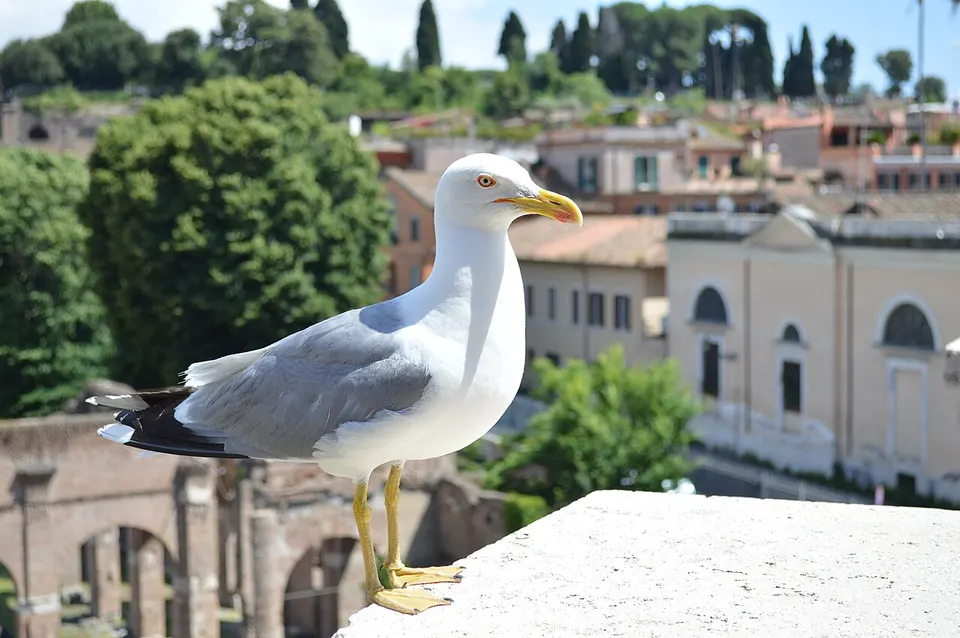 Rome 3