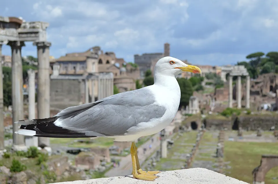 Rome 4
