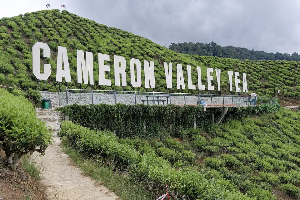 Cameron Highlands 3