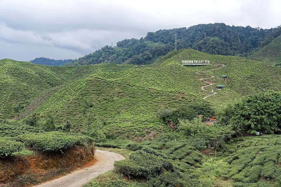 Cameron Highlands 1