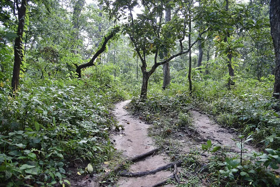 Jungle walk