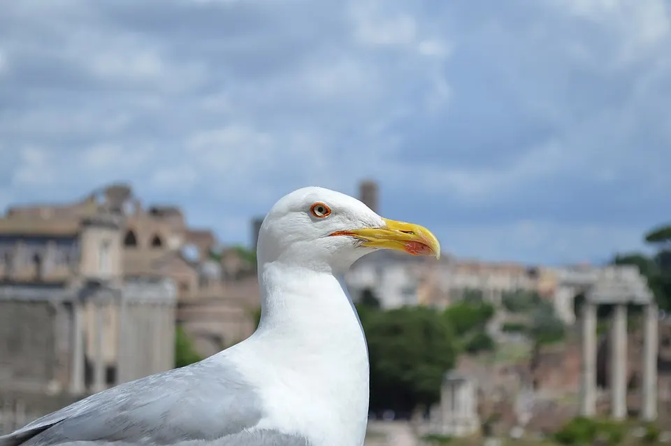 Rome 5
