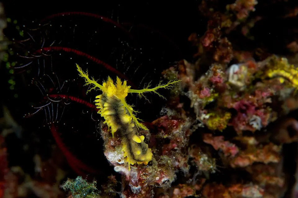 Raja Ampat 3