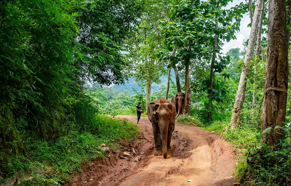 Elephant Nature Park