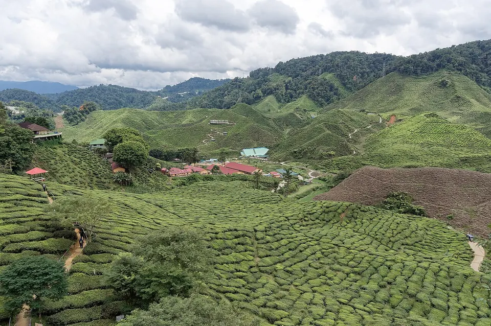 Cameron Highlands 2