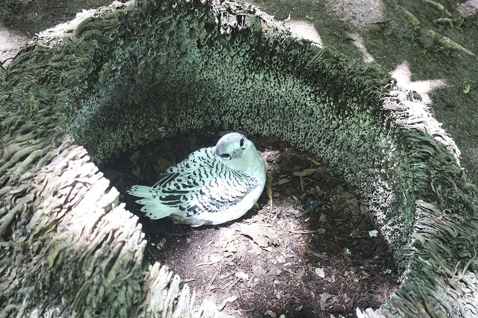 Кузэн арал