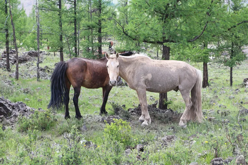 Horses by the lake